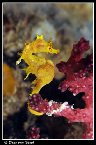 Soft coral pygmy seahorse. Very rare.. Very lucky...:) by Dray Van Beeck 
